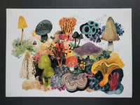 Image 3 of Fungi Wonderland