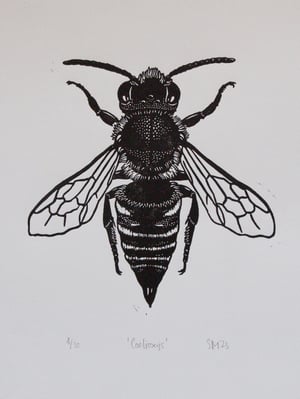 'Coelioxys'