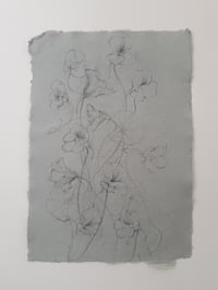 Image 1 of Nasturtium study