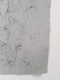 Image 2 of Nasturtium study