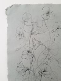 Image 3 of Nasturtium study