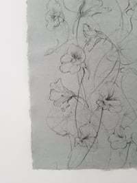 Image 4 of Nasturtium study