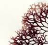Unframed A4 print Irish Moss - Chondrus crispus