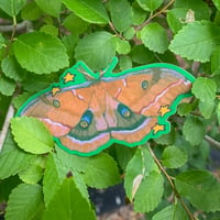 Image 3 of polyphemus moth sticker