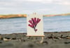 Unframed A4 print Dulse - Palmaria palmata