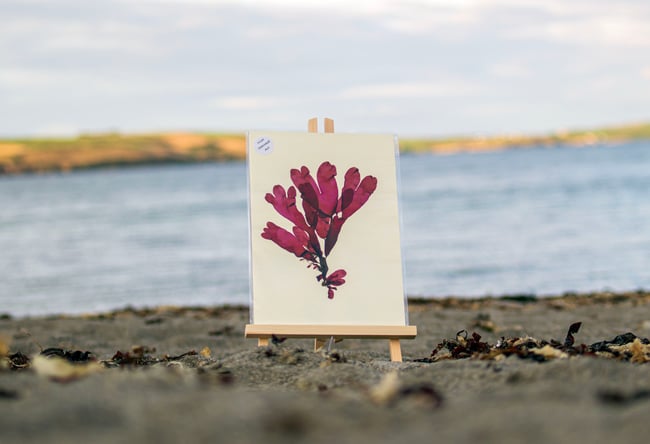 Unframed A4 print Dulse - Palmaria palmata