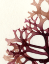 Unframed A4 print Irish Moss - Chondrus crispus