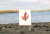 Unframed A4 print Sea Beech - Delesseria sanguinea