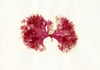 Unframed A4 print Beautiful Fan Weed - Metacallophyllis laciniata