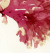 Unframed A4 print Beautiful Fan Weed - Metacallophyllis laciniata