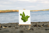 Unframed A4 print Sea Lettuce - Ulva fenestrata