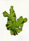 Unframed A4 print Sea Lettuce - Ulva fenestrata