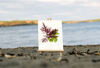 Unframed A4 print False Eyelash Weed & Rigid Sea Lettuce - Calliblepharis jubata & Ulva rigida