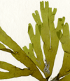 Unframed A4 print Brown Fan Weed - Dictyota dichotoma