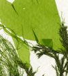 Unframed A4 print Common Green Branched Weed + Spiky Tendrils + Rigid Sea Lettuce
