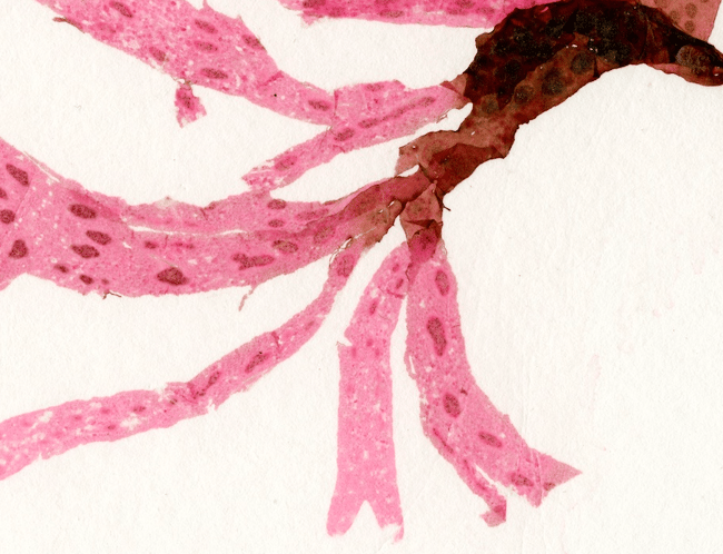 Unframed A4 print Spotted Scarf Weed - Nitophyllum punctatum