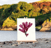 Unframed A5 print Dulse - Palmaria palmata