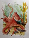 8x10 Inch Print - Giant Pacific Octopus 