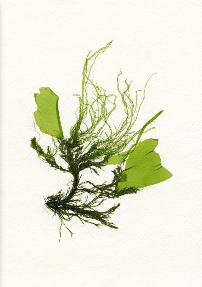 Unframed A4 print Common Green Branched Weed + Spiky Tendrils + Rigid Sea Lettuce