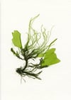 Unframed A4 print Common Green Branched Weed + Spiky Tendrils + Rigid Sea Lettuce