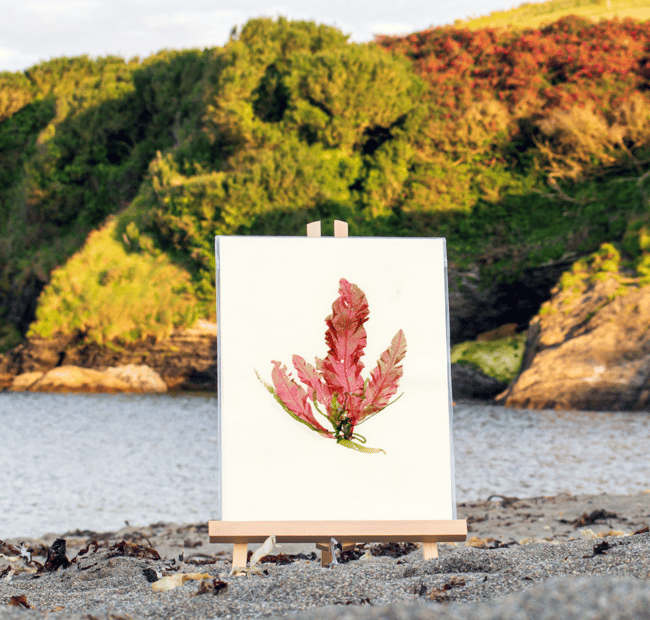 Unframed A5 print Sea Beech - Delesseria sanguinea