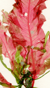 Unframed A5 print Sea Beech - Delesseria sanguinea