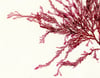 Unframed A5 print Red Comb 1 - Plocamium cartilagineum
