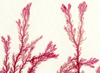 Unframed A5 print Red Comb 1 - Plocamium cartilagineum