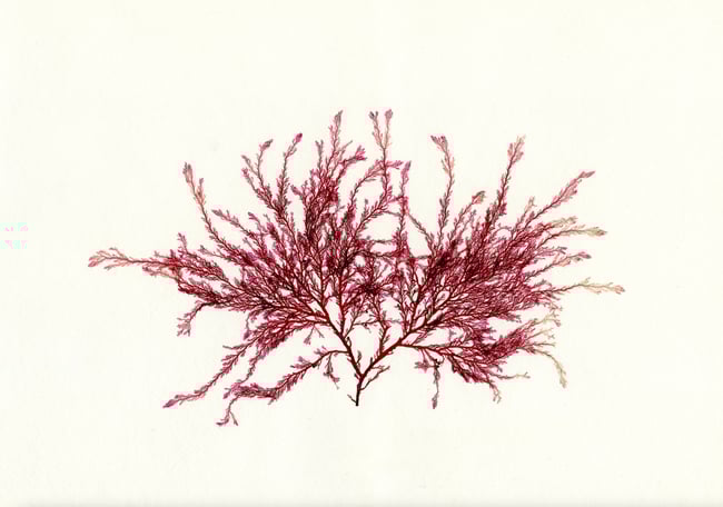 Unframed A5 print Red Comb 1 - Plocamium cartilagineum