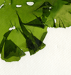Unframed A5 print Sea Lettuce - Ulva fenestrata