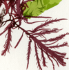 Unframed A5 print False Eyelash Weed & Rigid Sea Lettuce - Calliblepharis jubata & Ulva rigida