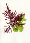 Unframed A5 print False Eyelash Weed & Rigid Sea Lettuce - Calliblepharis jubata & Ulva rigida