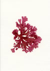 Unframed A5 print Beautiful Fan Weed 2 - Metacallophyllis laciniata