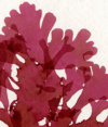 Unframed A5 print Beautiful Fan Weed 2 - Metacallophyllis laciniata