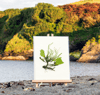 Unframed A5 print Common Green Branched Weed + Spiky Tendrils + Rigid Sea Lettuce