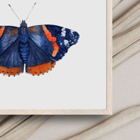 Image 3 of FALL COLLECTION ~ Red Admiral Butterfly Watercolor Illustration PRINT 