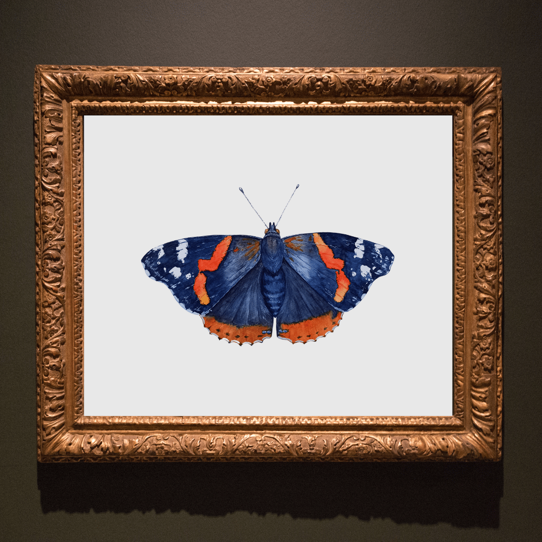 Image of FALL COLLECTION ~ Red Admiral Butterfly Watercolor Illustration PRINT 