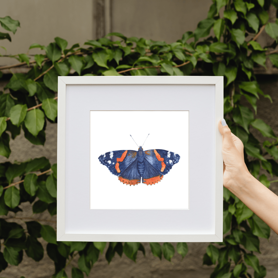 Image of FALL COLLECTION ~ Red Admiral Butterfly Watercolor Illustration PRINT 