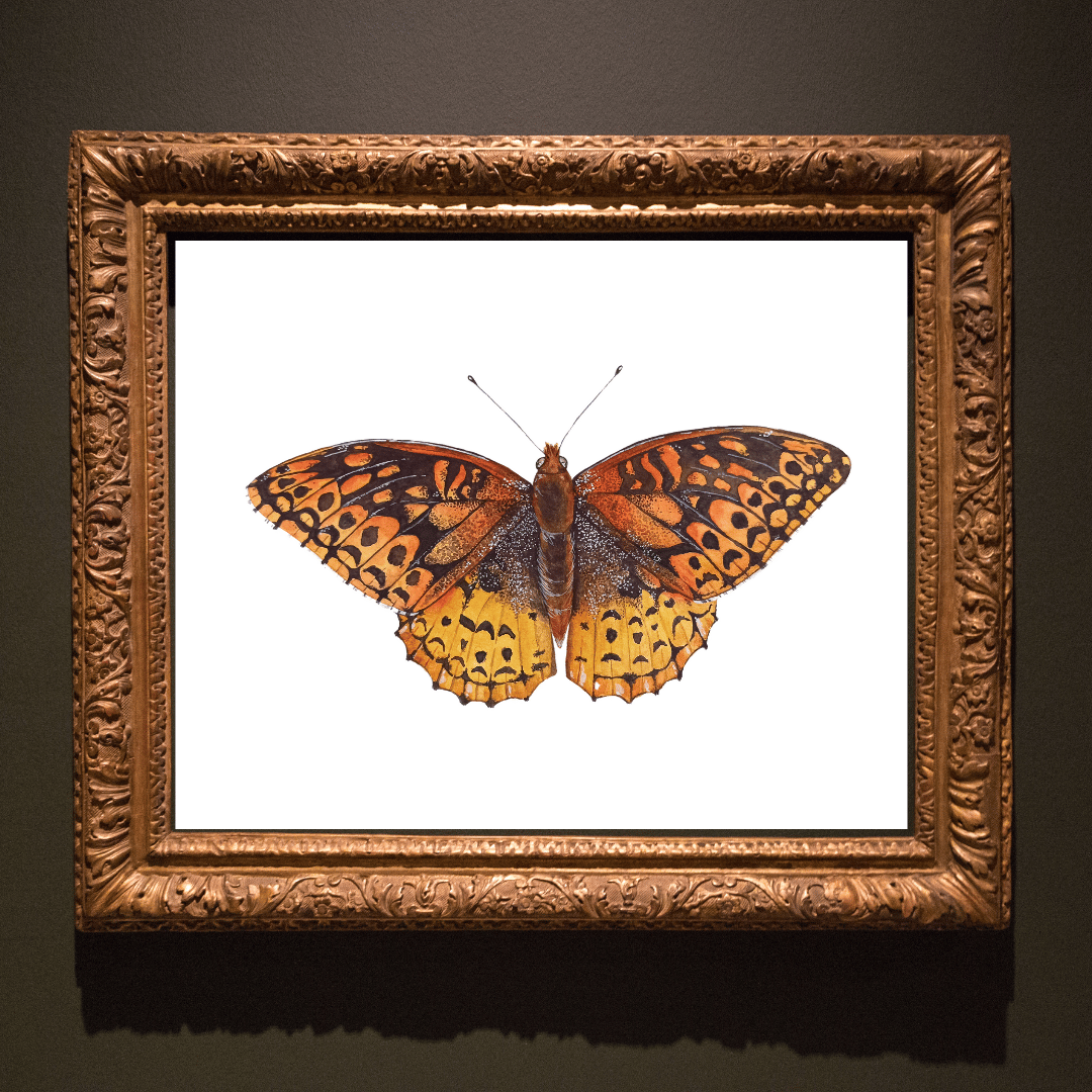 Image of FALL COLLECTION ~ Great Spangled Fritillary Butterfly Watercolor PRINT 