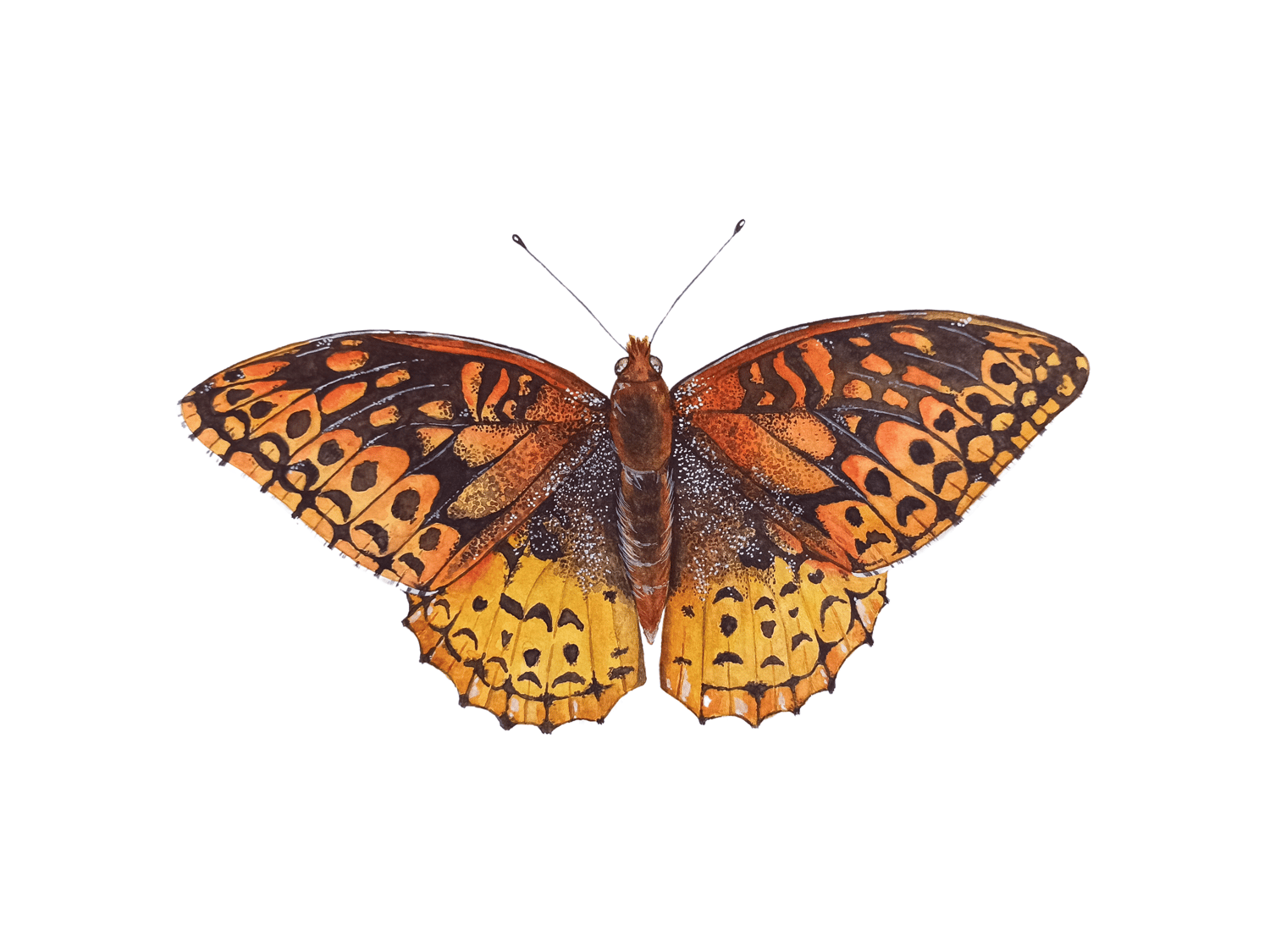 Image of FALL COLLECTION ~ Great Spangled Fritillary Butterfly Watercolor PRINT 
