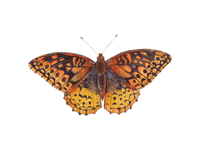 Image 6 of FALL COLLECTION ~ Great Spangled Fritillary Butterfly Watercolor PRINT 