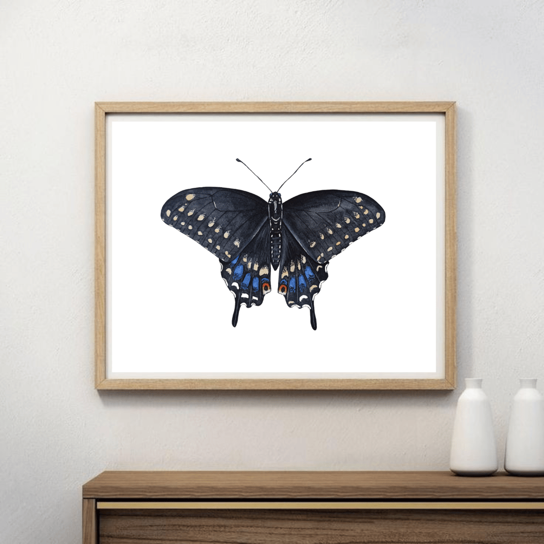 Image of FALL COLLECTION ~ Black Swallowtail Butterfly Watercolor PRINT 