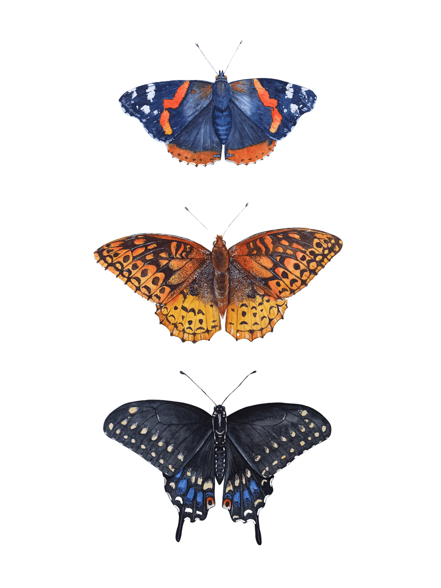 Image of FALL COLLECTION ~ Red Admiral, Great spangled Fritillary & Black Swallowtail PRINT 