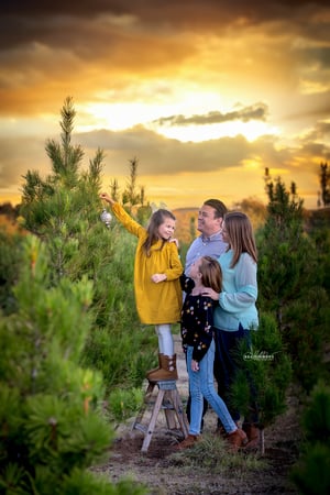 Image of CHRISTMAS TREE FARM SHORT SESSIONS 2025