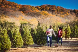 Image of CHRISTMAS TREE FARM SHORT SESSIONS 2025