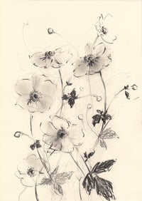 Japanese anemones 