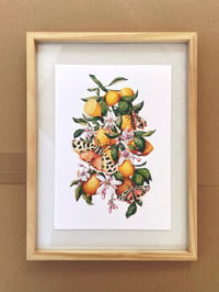 Image 1 of lemons & tiger moths A4