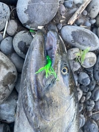 Image 3 of Lime Green Kill’n Machine with Hoochie. Different blade options available 