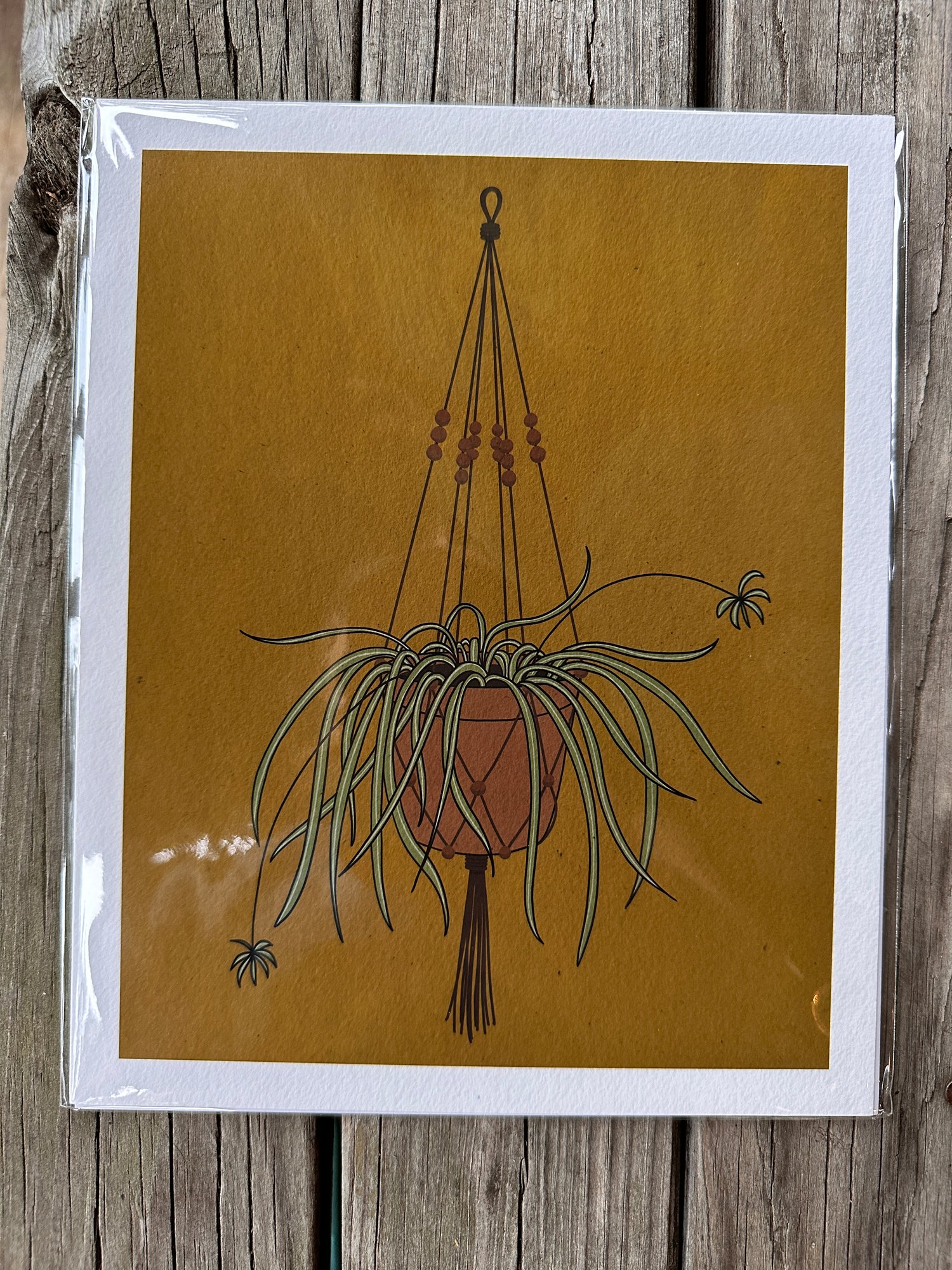 Spider Plant
