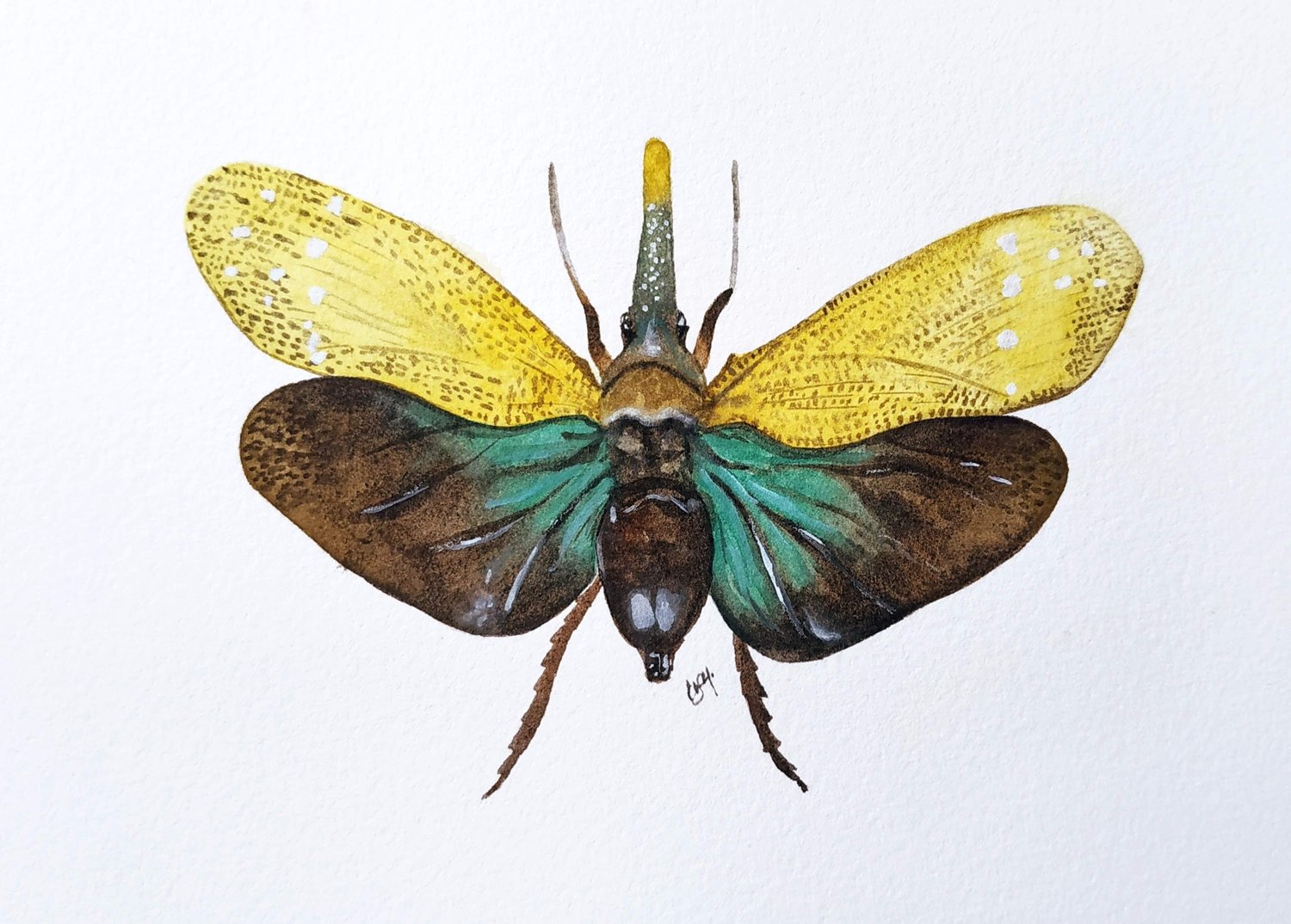 Image of Yellow Lanternfly Watercolor Illustration PRINT 